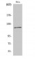 BubR1 Polyclonal Antibody